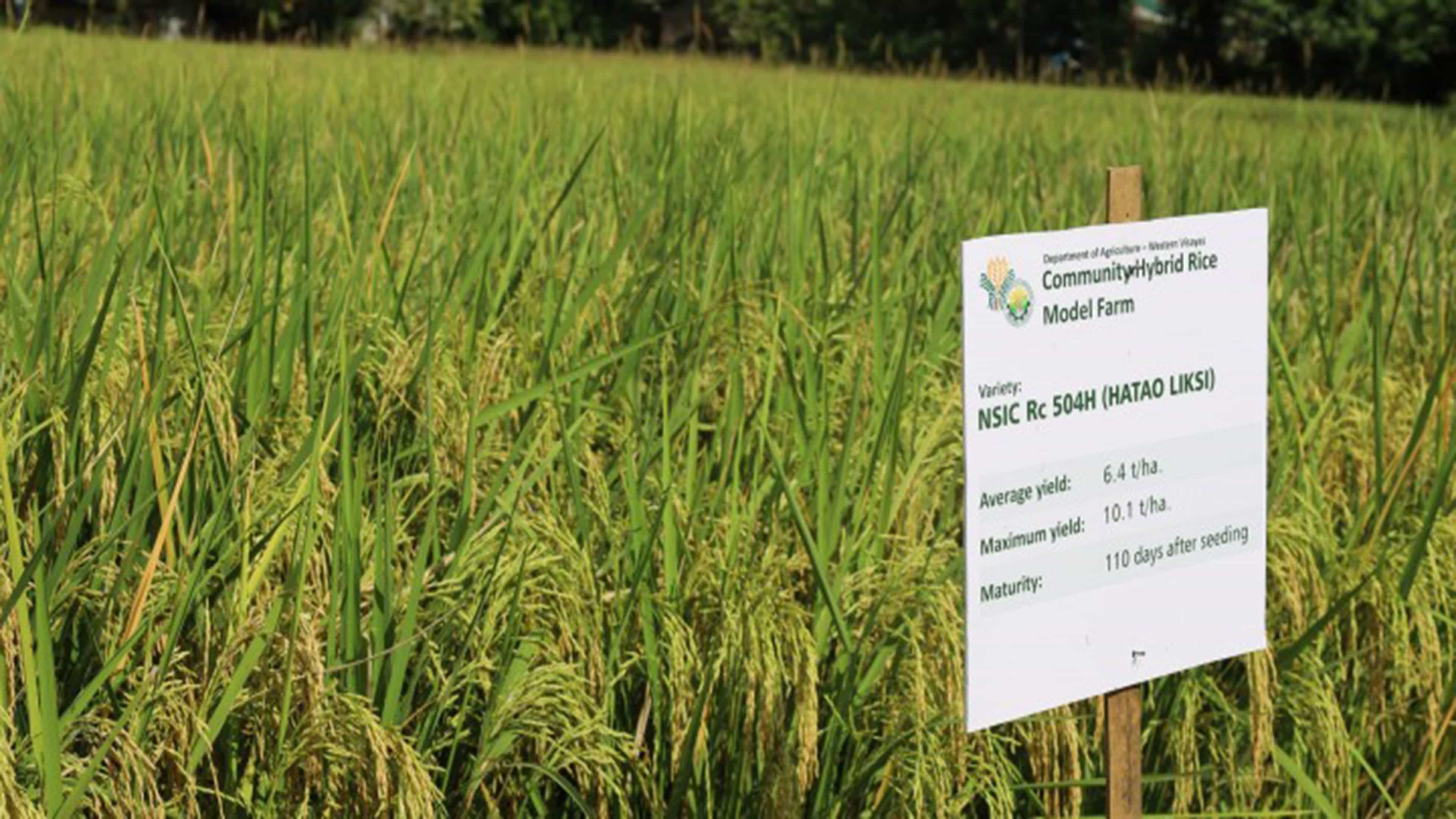 hybrid-rice-for-self-sufficiency