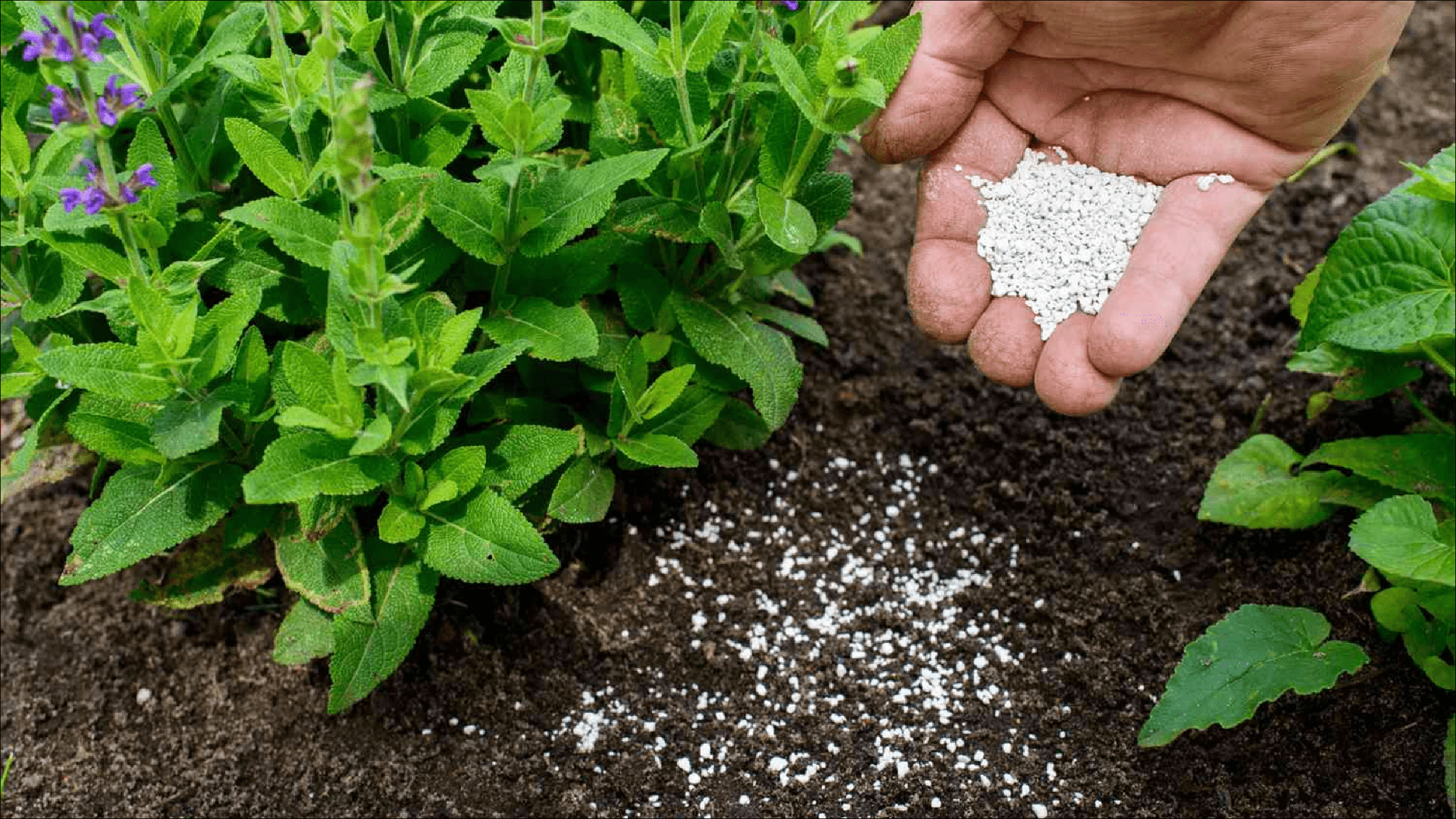 Emissions from fertilizers could be slashed by 2050 study