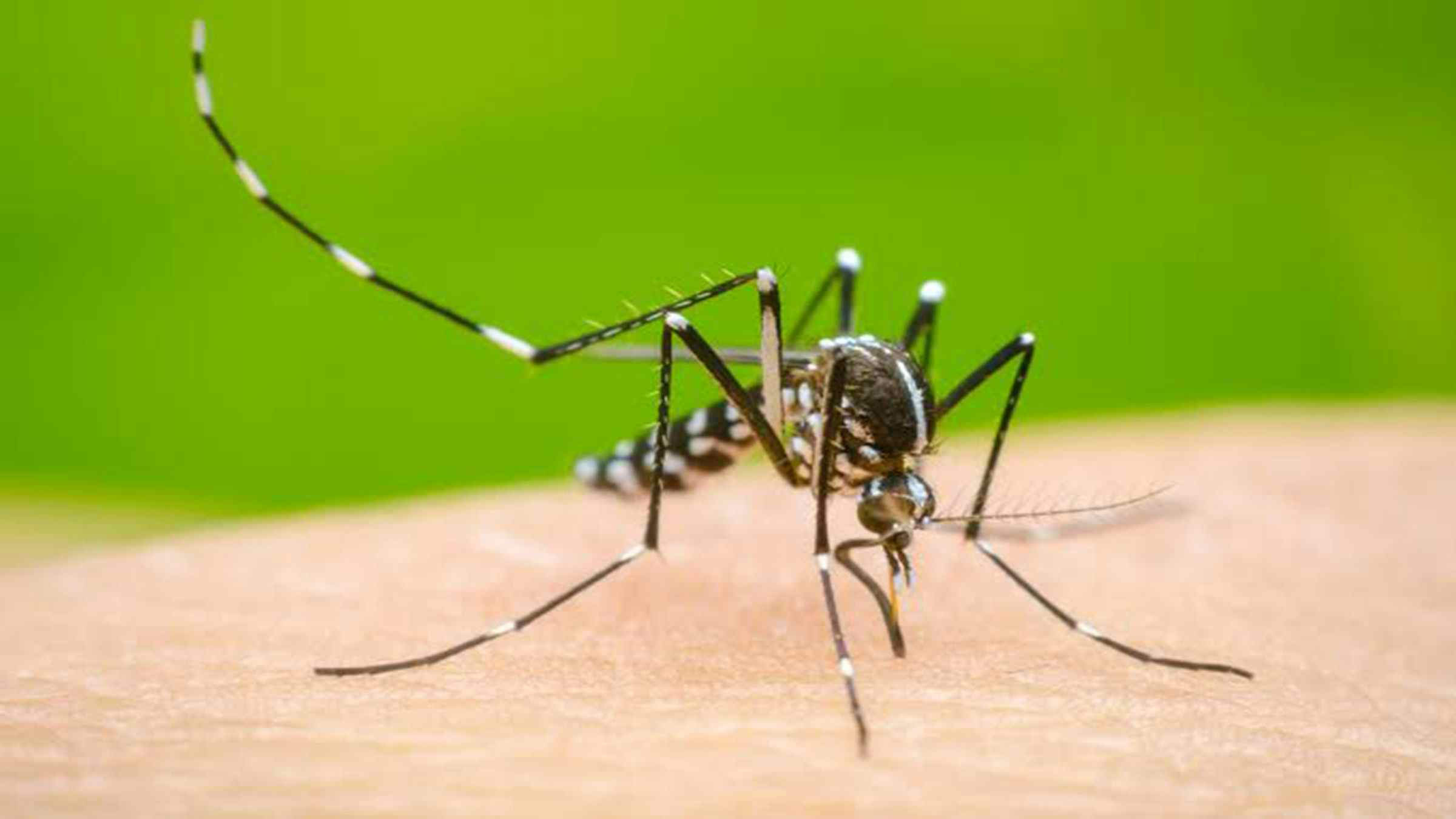 Dengue cases tripled since 2021