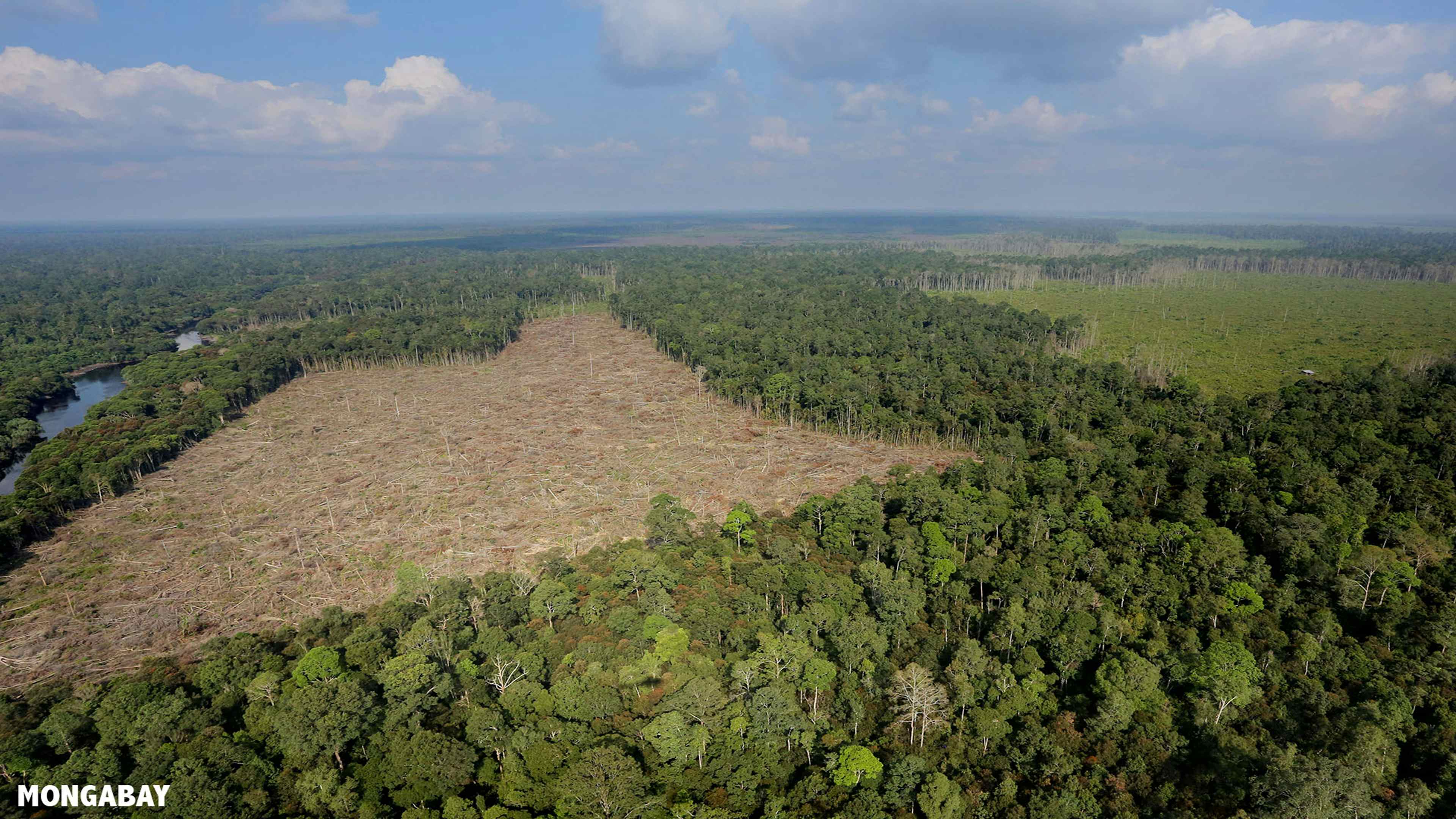 Deforestation and Future of Philippine Forests