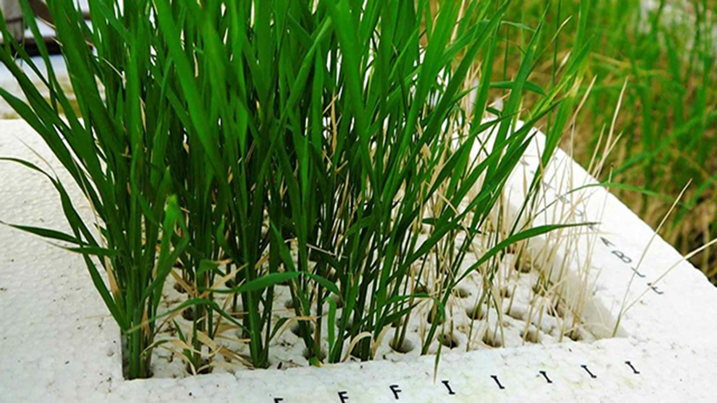 DA introduces resilient rice varieties