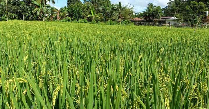 Farmers happy with NFA higher buying price