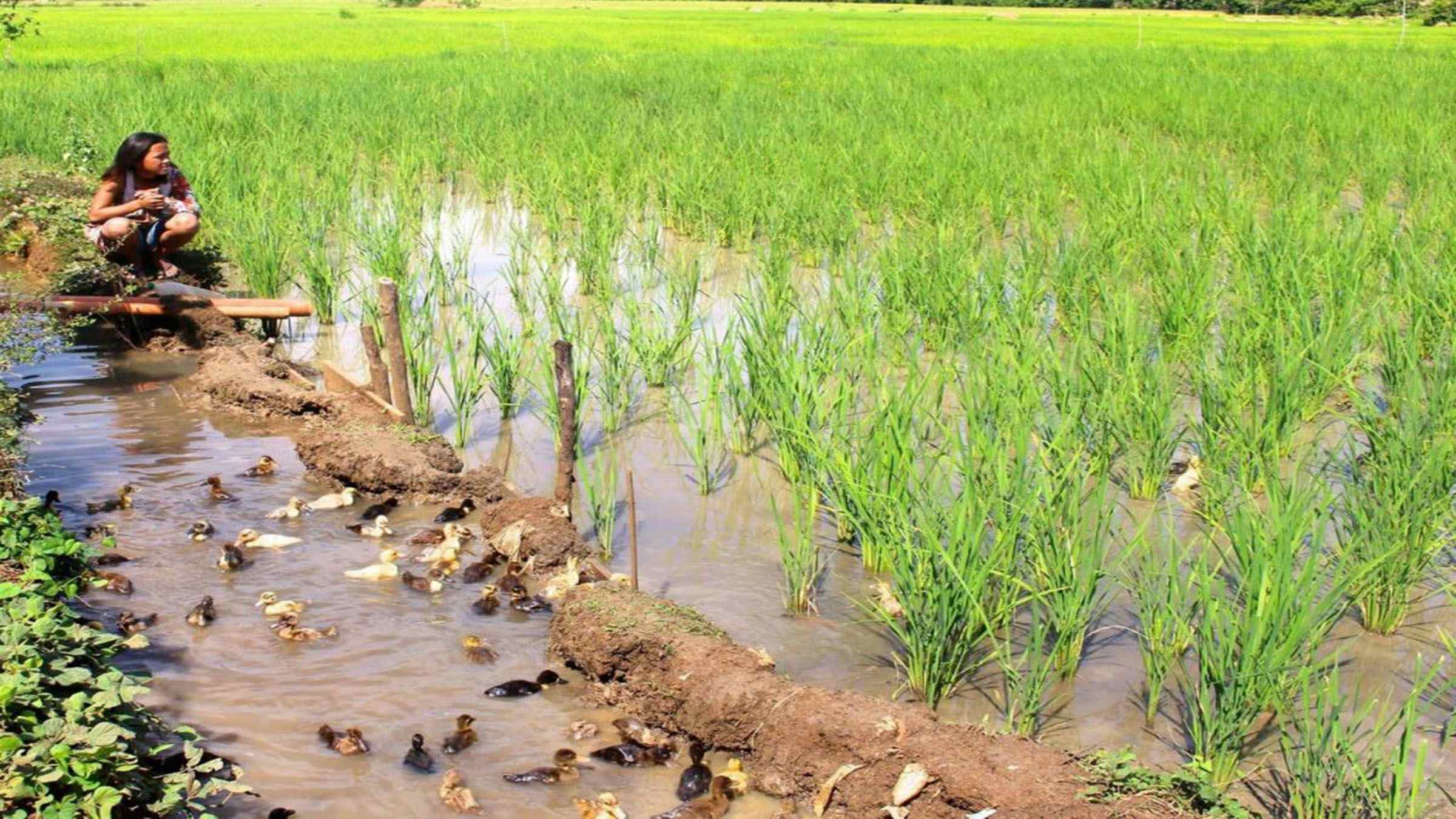 Benefits of  rice-duck integration farming system